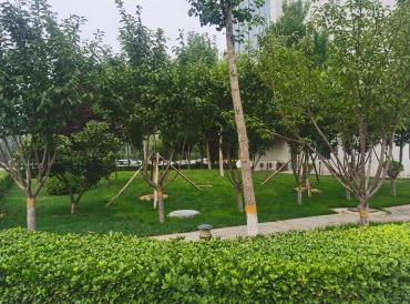 绿化树木
